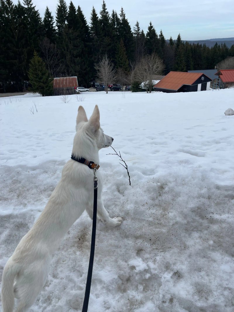 Hunderesort Waldeck