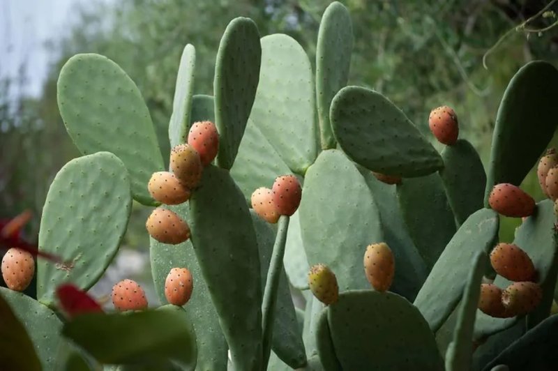 Lemoredinella