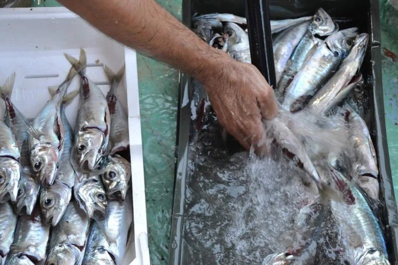 Eco-fishing Excursion m/b Jadran Tri