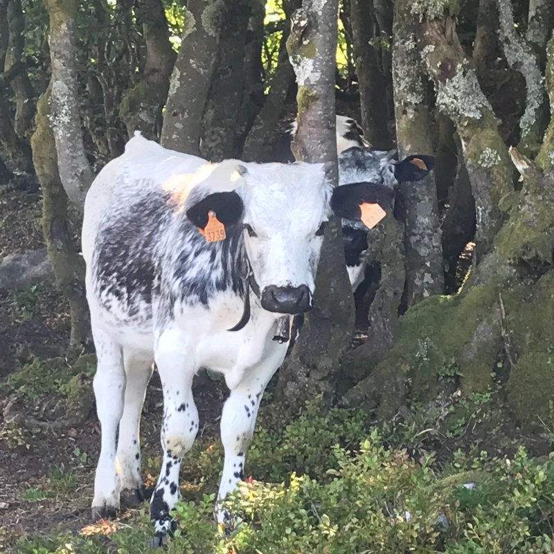 Ferme auberge du Firstmiss