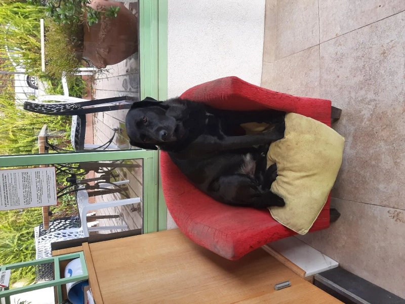 Chez Cane