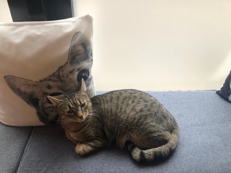 Paws for Thought Cat Cafe