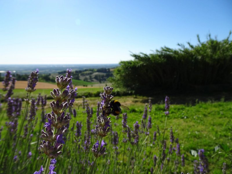 Agriturismo Agronauta