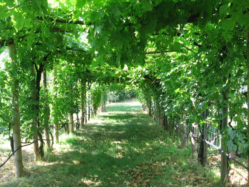 Bioagriturismo Podere Ficareto