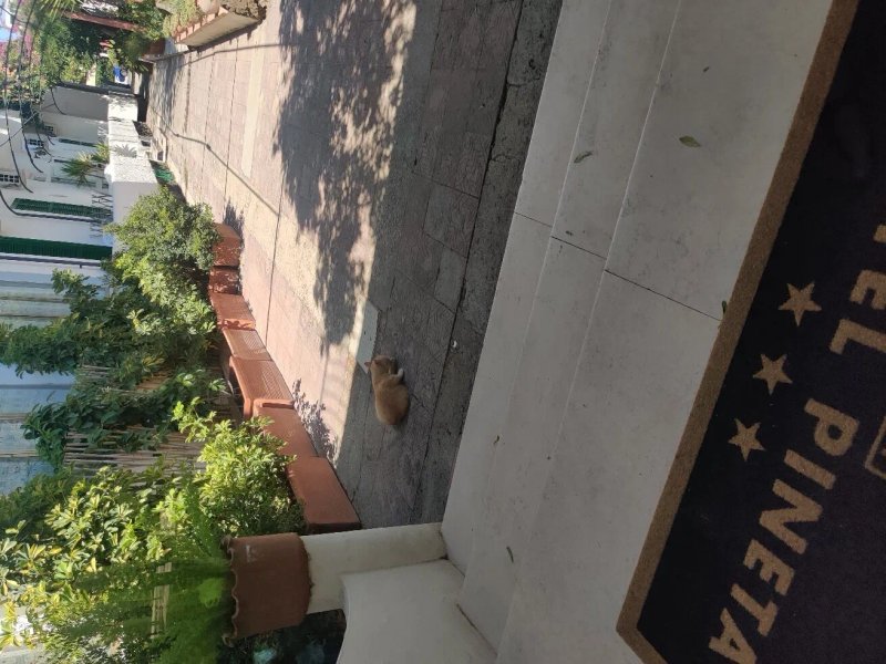 Hotel Pineta