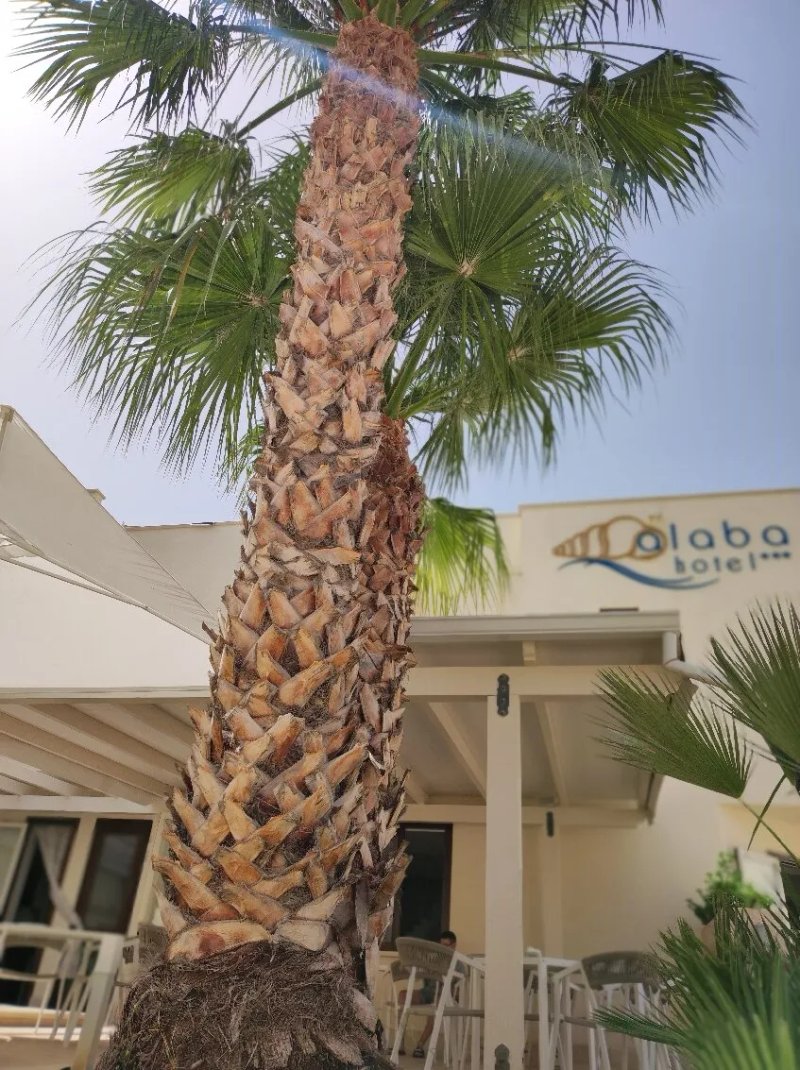 Alaba Hotel