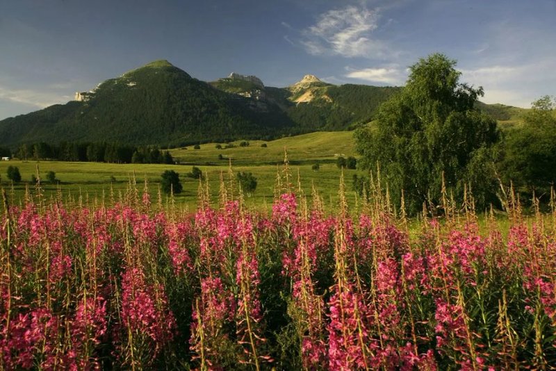 Hotel Alpine Mugon