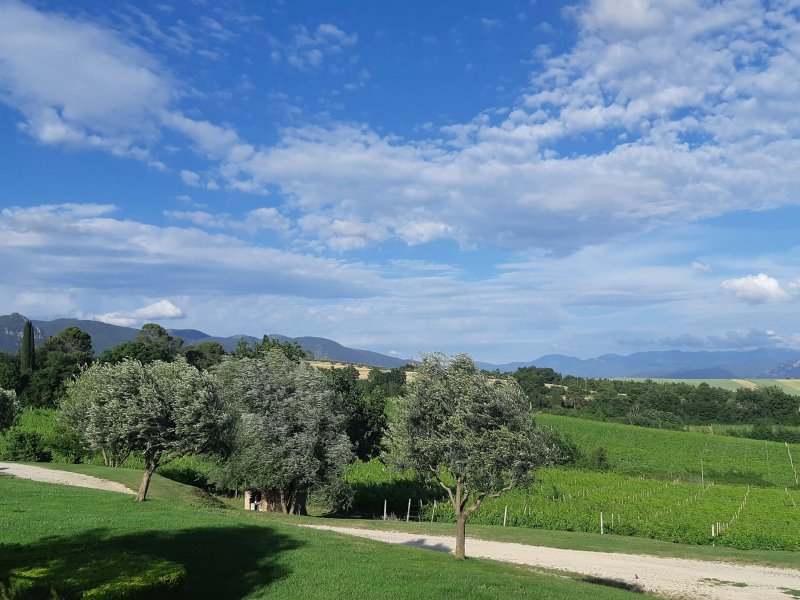 Tenuta Marchesi Fezia - Il Ciliegiolo