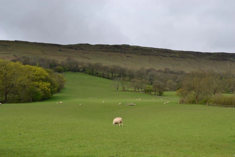White Haywood Farm B&B