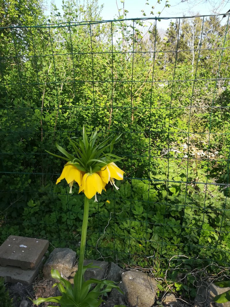 De Dubbelmolen