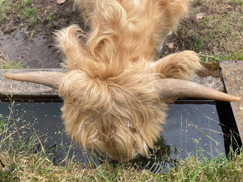 Highland Cow Experience