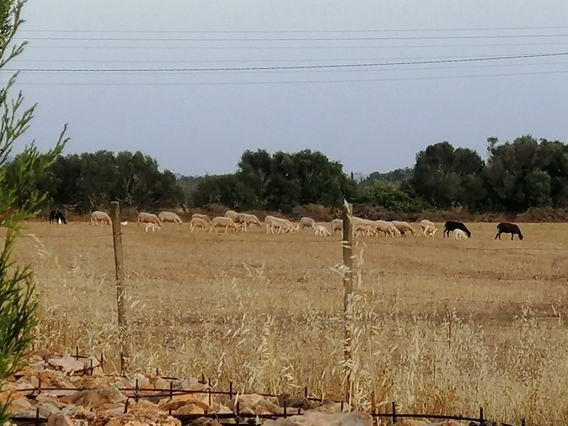 Agroturisme Son Llado
