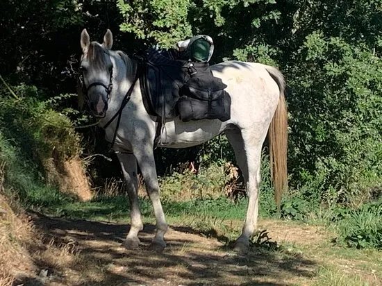 Camino De Santiago A Caballo