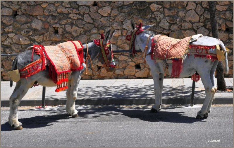 Burro- Taxi Mijas