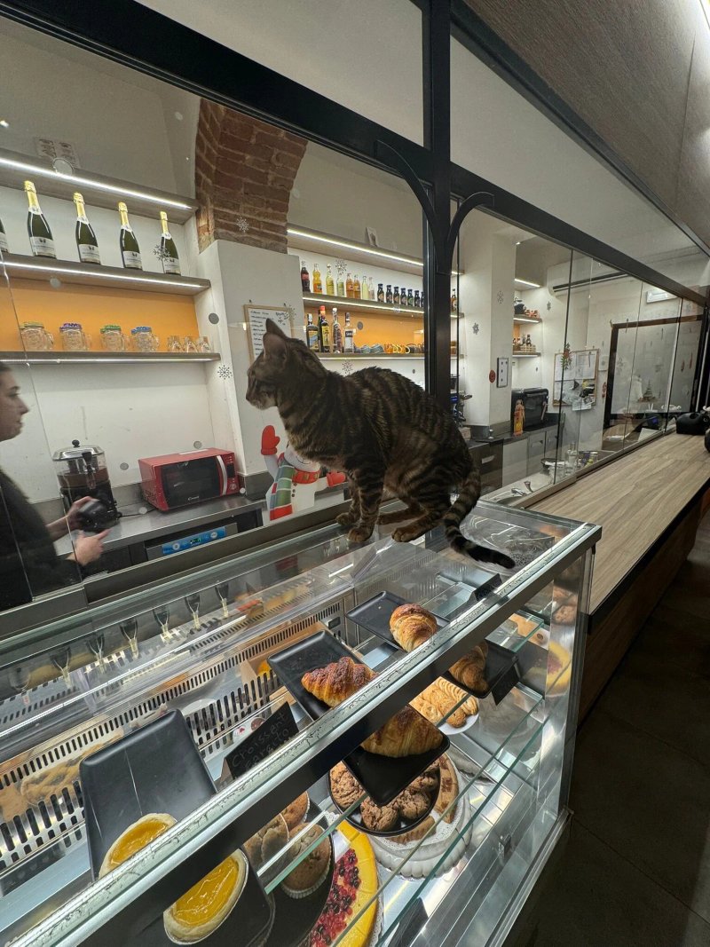 Cat Cafe Firenze