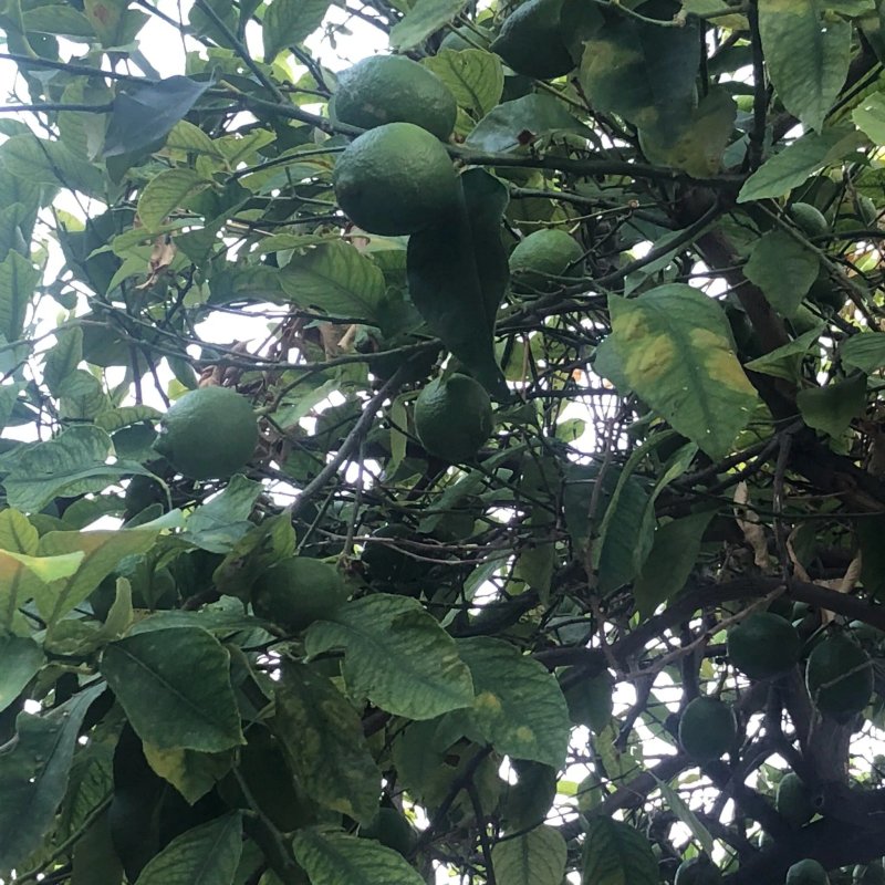 Il Giardino del Barocco