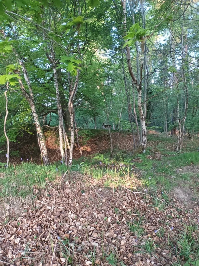 Deanwood Holiday Cottages and Campsite