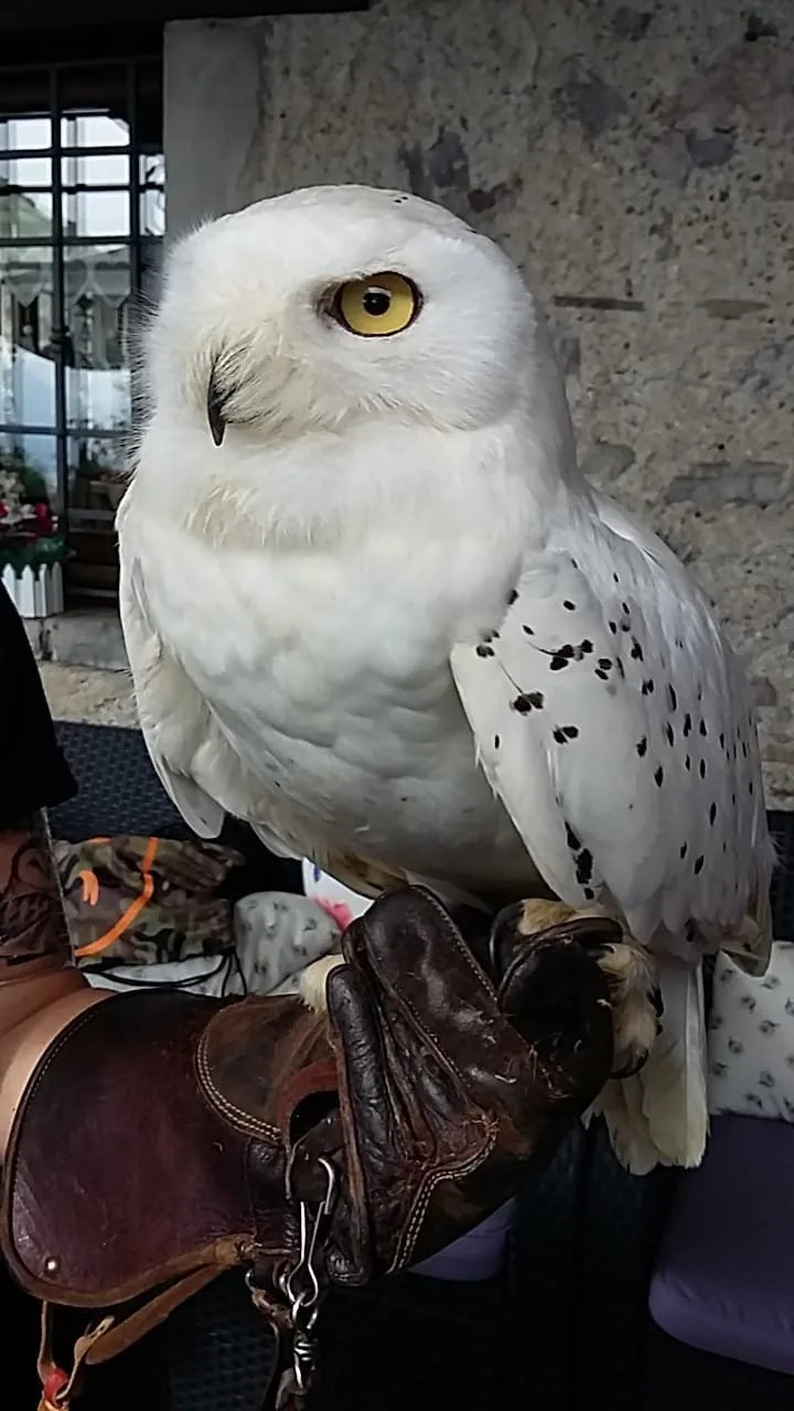 I Falconieri delle Orobie