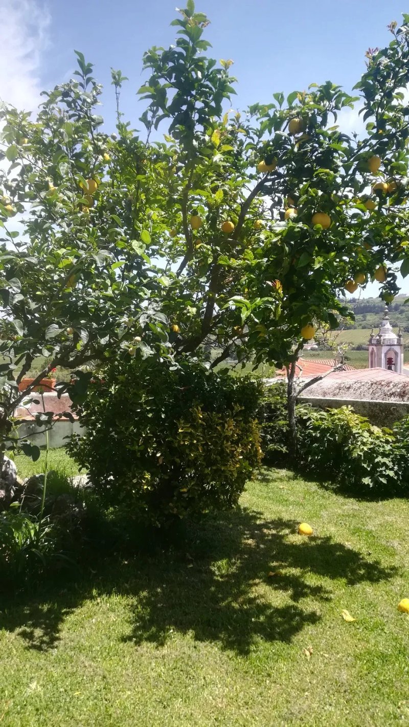 Casa Picva