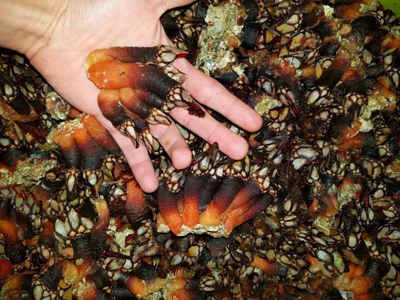 Marisqueira Dos Corticais