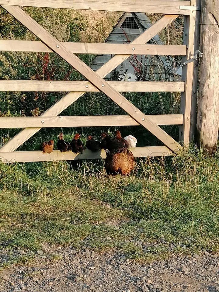 Palace Farm Hostel & Campsite