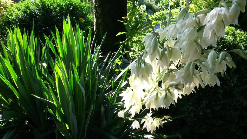 Witte Berken Natuurhotel