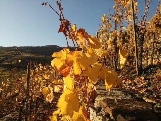 Weingut Franz Hirtzberger