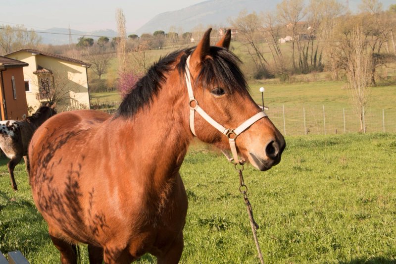 Agriturismo Ciociaro Il Colle Ristorante