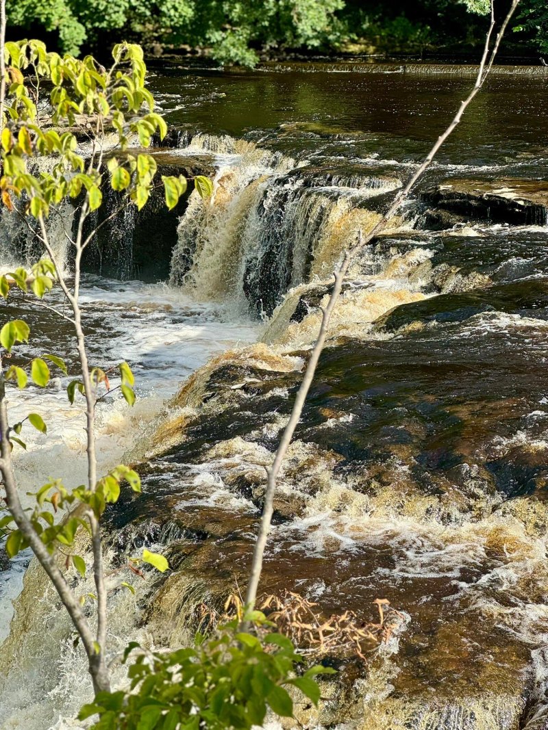 Colman's of Aysgarth