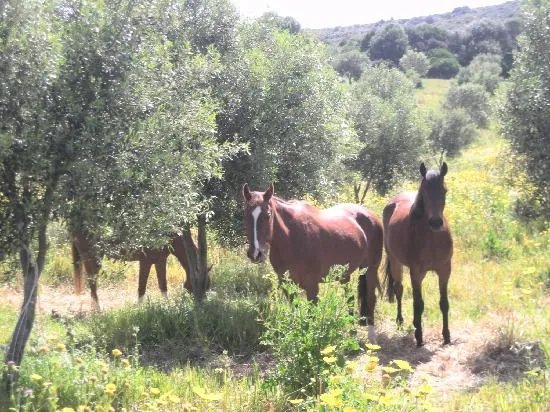 Agriturismo Sa Ruscitta