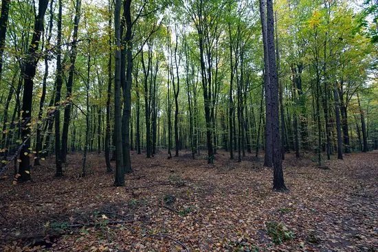Niepolomice Forest