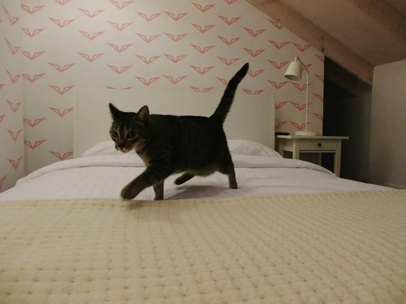 SAKA Vacation house