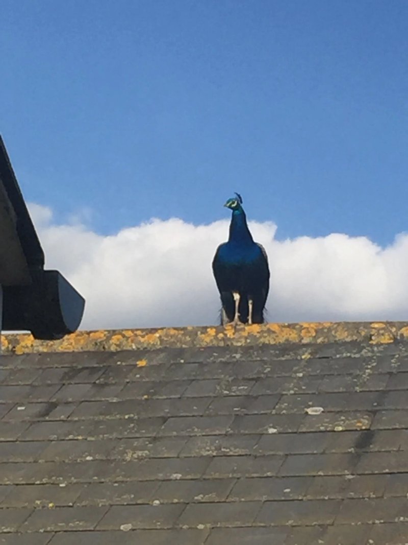 Bridlington Holiday Cottages