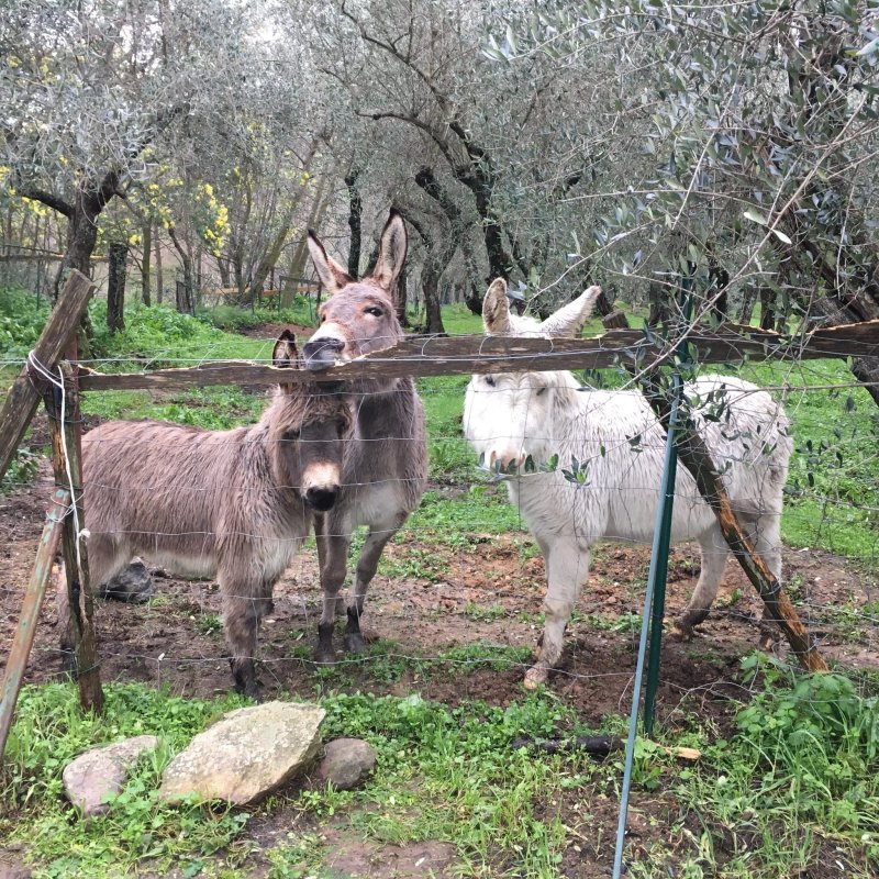 Agriturismo Al Palazzaccio