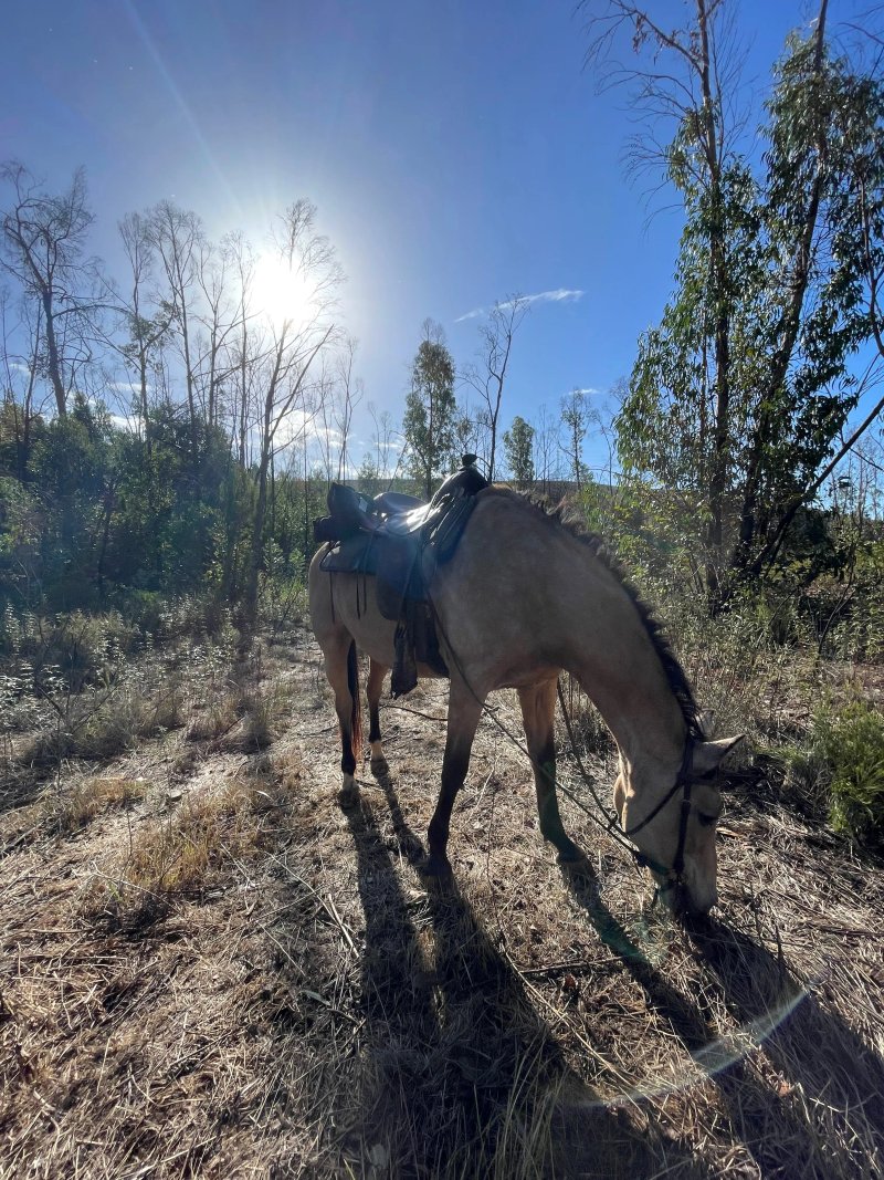 Horse Shoe Ranch