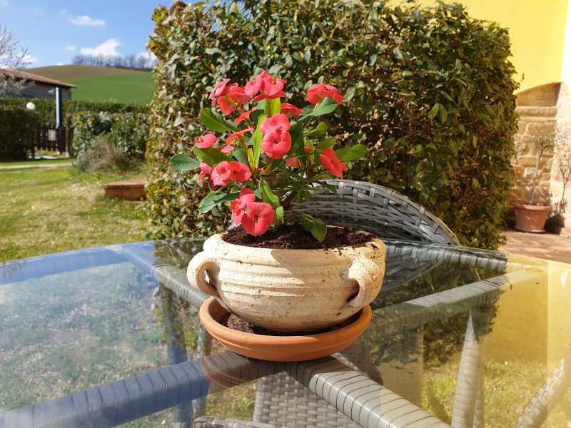 Agriturismo L'Olmo di Casigliano