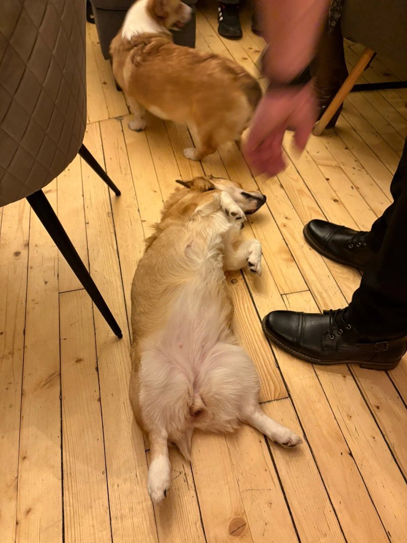 Corgi's Cafe-Food-Bar