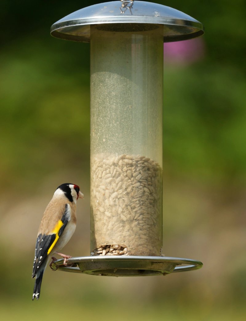 Bryn Hebog Bed & Breakfast