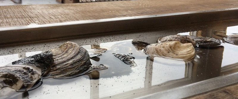 Glyngoere Shellfish