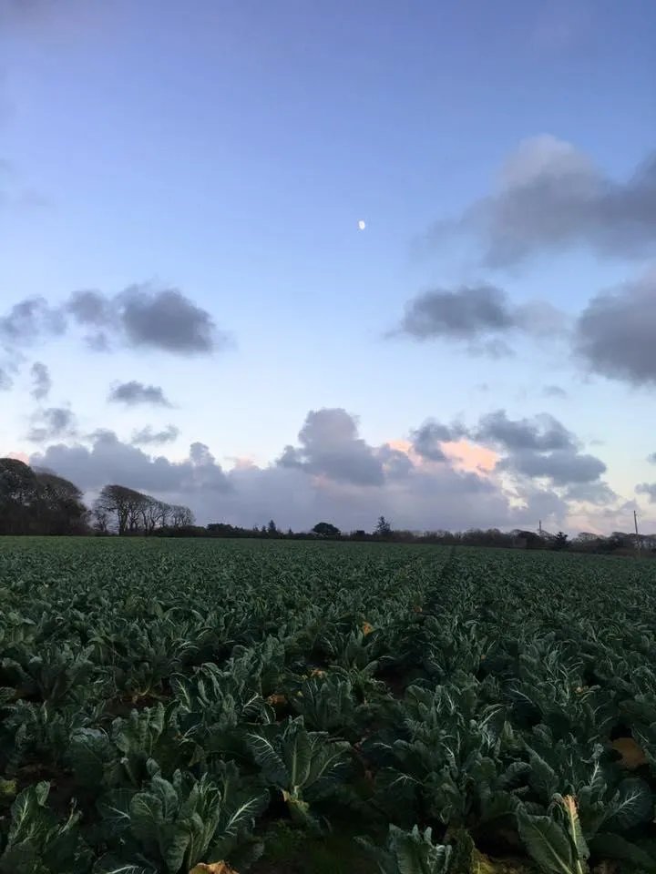 Trelowarren
