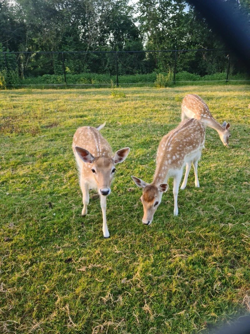 Bed en Breakfast De Stippelberg