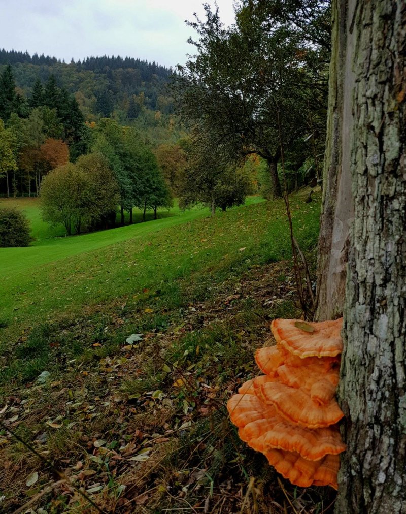 Restaurant im Golf-Club