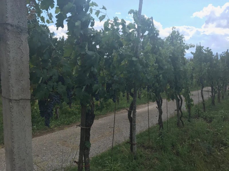 Agriturismo La Fonte