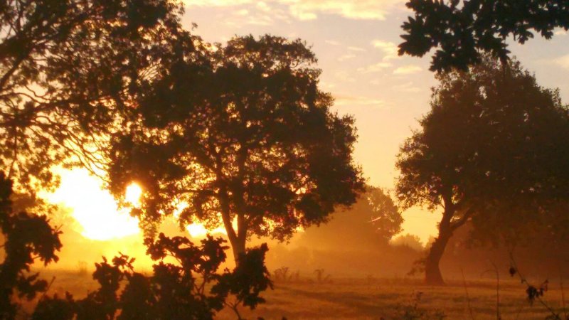 Frog Hollow Woodland Bed and Breakfast