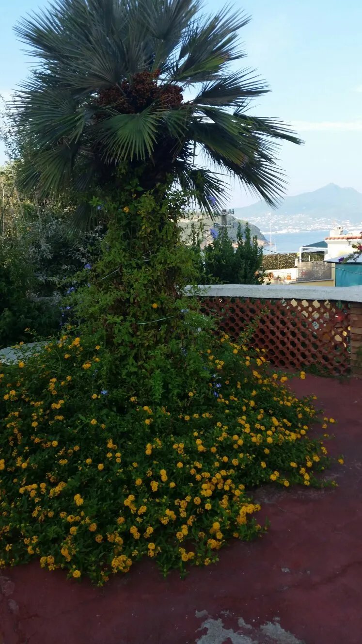 Hotel Riviera Procida