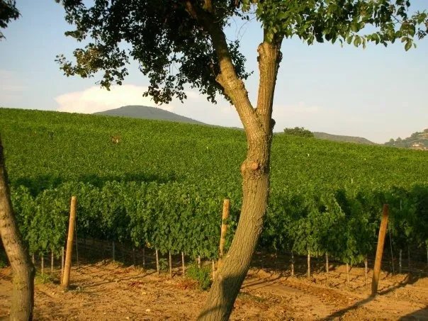 Agriturismo Il Casale degli Olivi