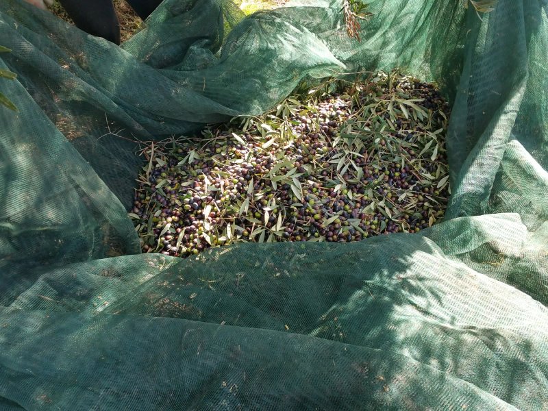 Agriturismo Serine