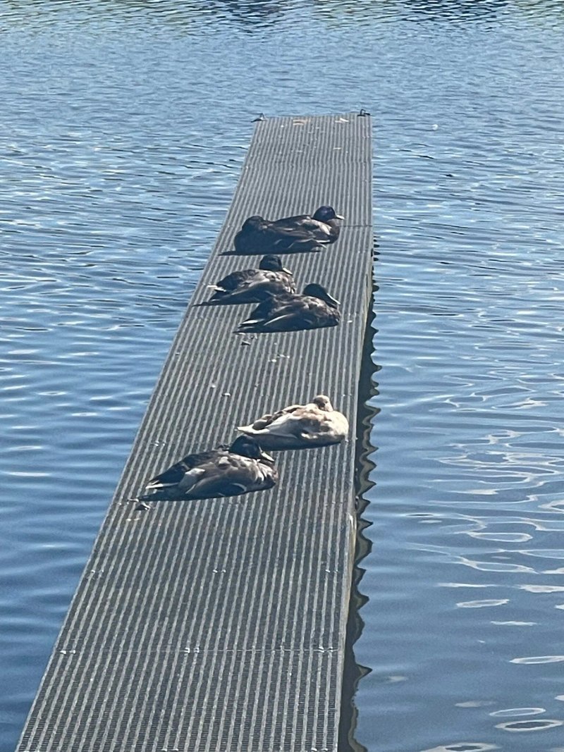 Aston Marina