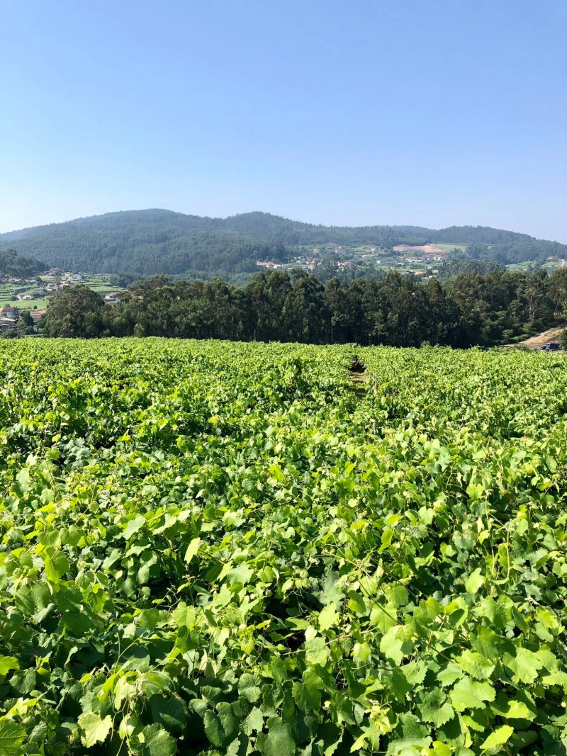 Laureatus Bodega