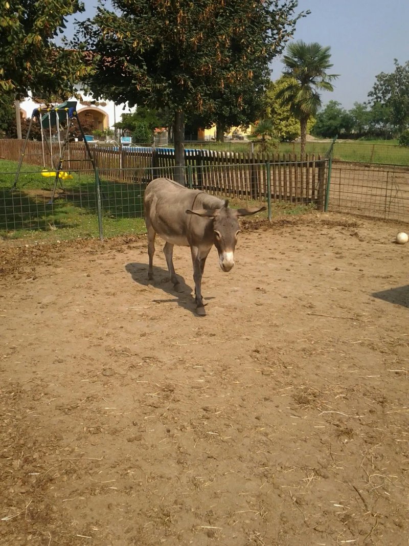 Agriturismo Al Cascinello